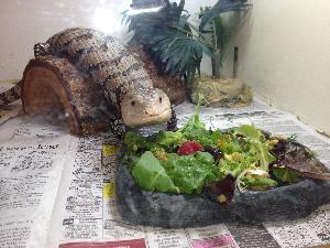 How do you care for a blue-tongued skink?