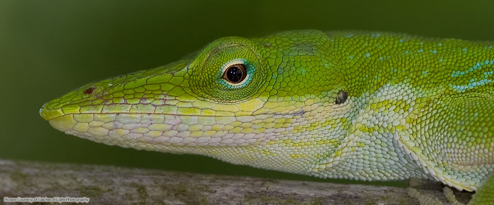 making the world a better place - for herps