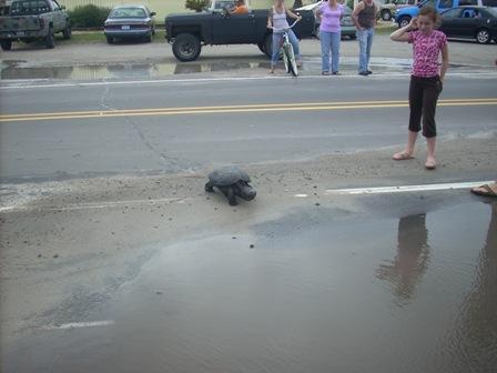 A common snapping turtle ( C. serpentina ) crossing a road.