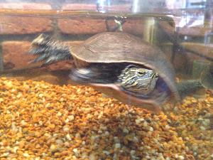 Sorry, Tiger Lily - Western Painted Turtle Has already been adopted!