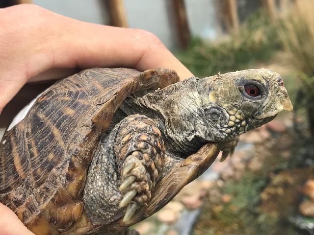 Sorry, Nick-a-Jack - Ornate Box Turtle Has already been adopted!