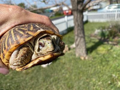 Tamarind - Ornate Box Turtle