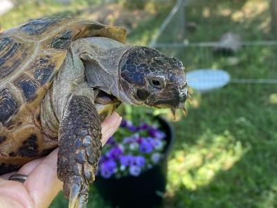 Timmy - Russian Tortoise