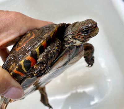 Wood - Central American Wood Turtle